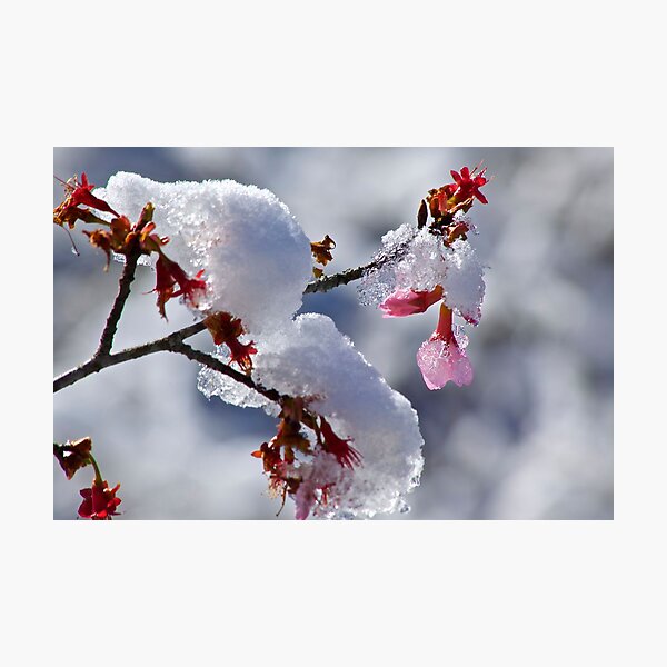 Item preview, Cherry Blossom in Ice designed and sold by ishotit4u.