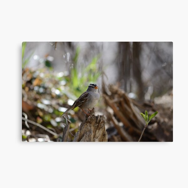 White-crowned sparrow singing Canvas Print