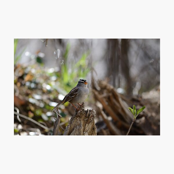 White-crowned sparrow singing Photographic Print