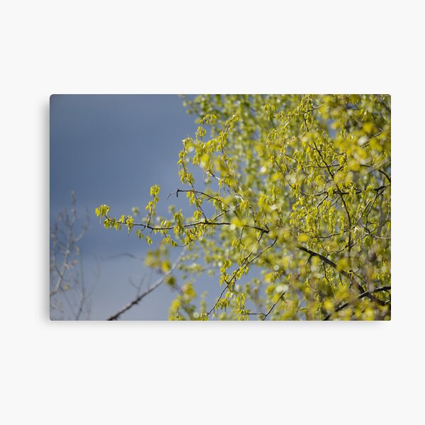 Spring cottonwood Canvas Print