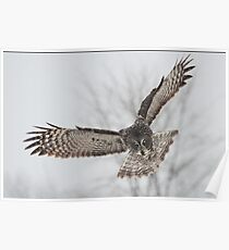 GREAT GRAY OWL Poster