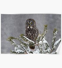 GREAT GRAY OWL Poster