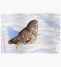GREAT GRAY OWL Poster