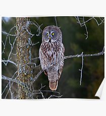 GREAT GRAY OWL Poster