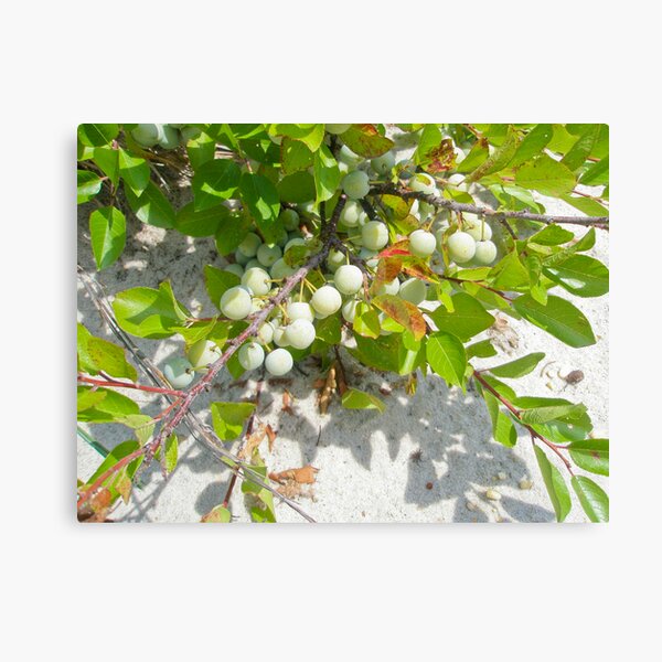 Item preview, Beach Plum - Prunus maritima - Island Beach State Park NJ designed and sold by MotherNature.