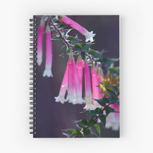 Artikelvorschau, rote und weiße glockenförmige Blüten der australischen Fuchsia-Heide entworfen und verkauft von Cloudlingpics.