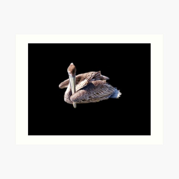 Pelican floating on the water Art Print