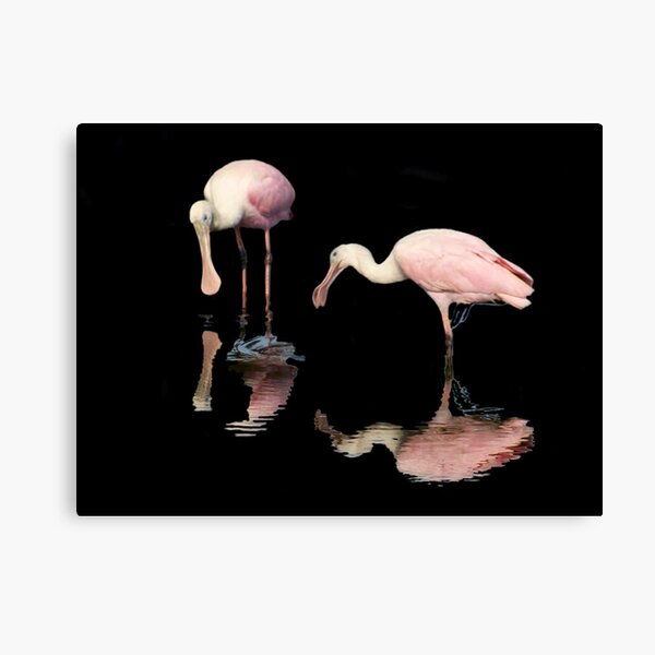 Two Spoon Bills Canvas Print