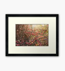 Barbery in the morning light Framed Print