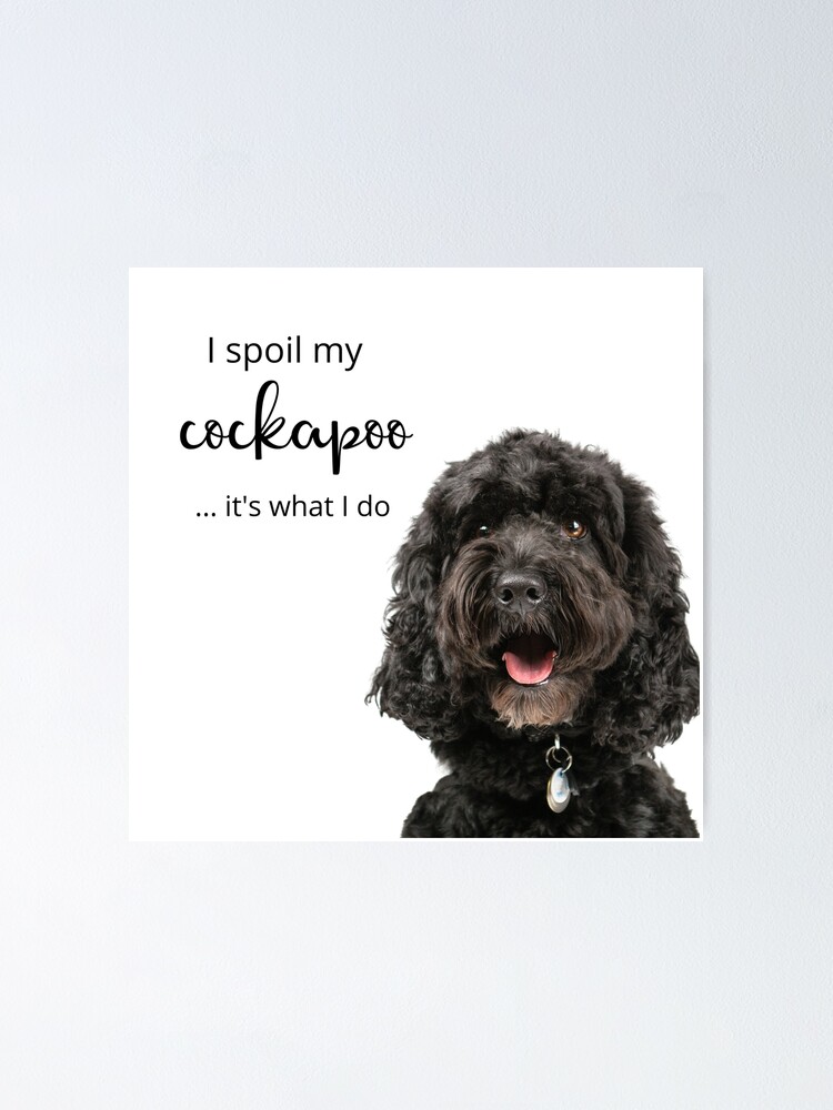 cockapoo prints and posters