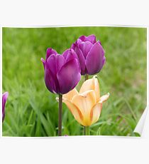 tulips Poster