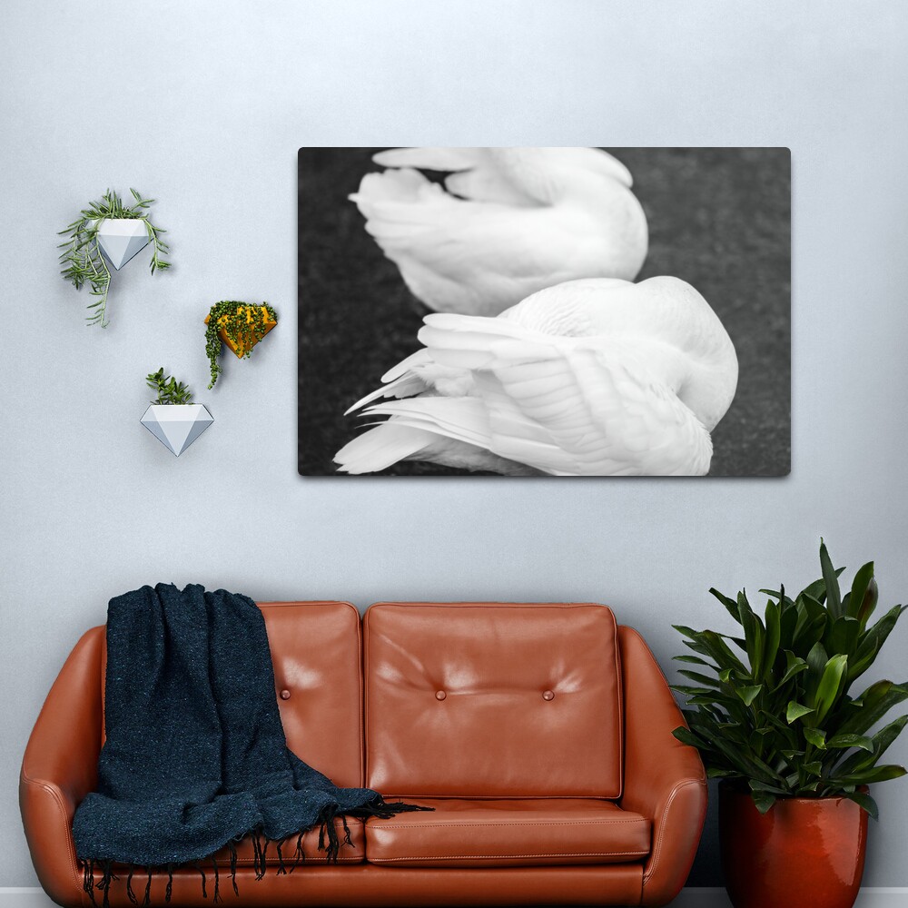 Swan Feathers Metal Print