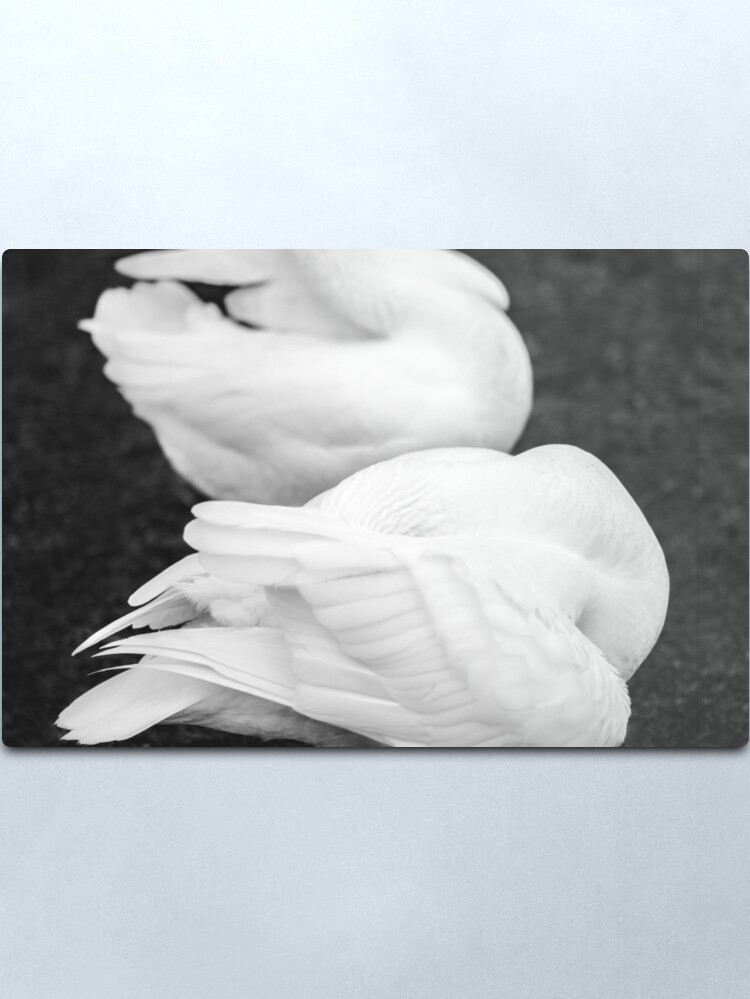 Alternate view of Swan Feathers Metal Print