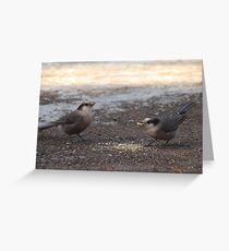 Canada Jays Greeting Card