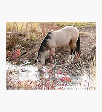 Horse Drink Photographic Print