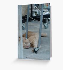Cat resting Grußkarte