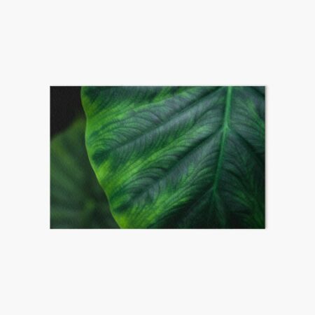 Leaf Art Board Print