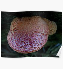 Pink Wrinkle Poster