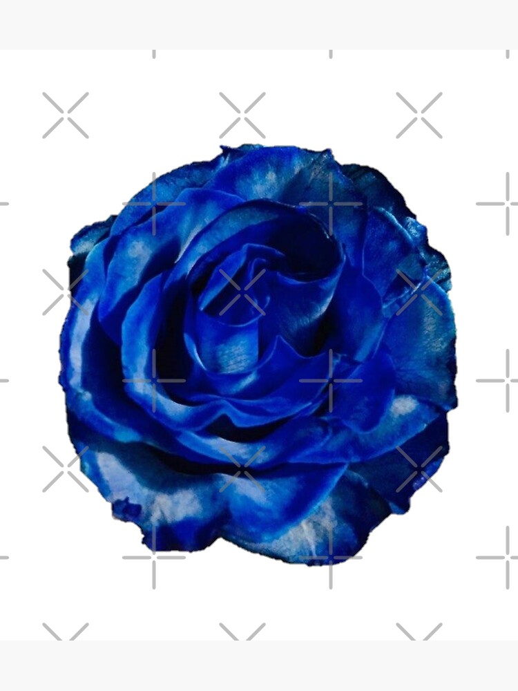 "The Blue Rose " Poster by ranian Redbubble