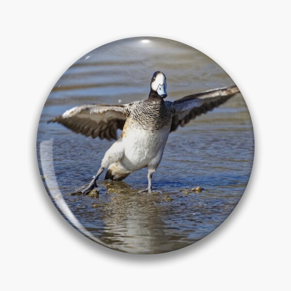 Item preview, Chiloe wigeon (Anas Sibilatrix)  designed and sold by Andy Harker.