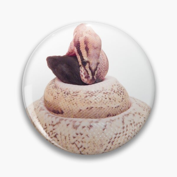 Item preview, Royal Python coiled feeding designed and sold by bubbaclez.