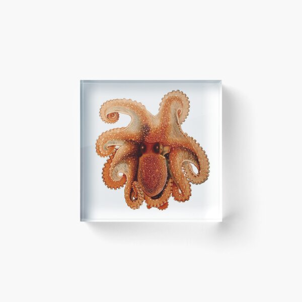 Item preview, octopus spotted White Spotted Octopus – 1896 vintage poster antique designed and sold by mystic lady vintage art and fashion designs.