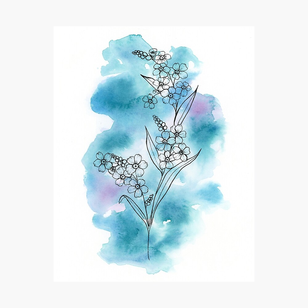 Forget Me Not Wildflowers Ink And Watercolor Painting Poster By Alishathunem Redbubble