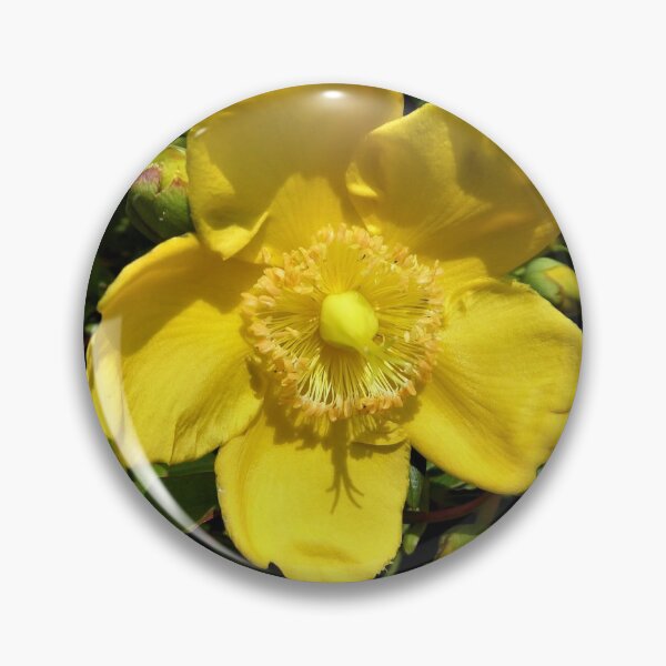 Item preview, Hypericum..............St John's Wort designed and sold by Fara.