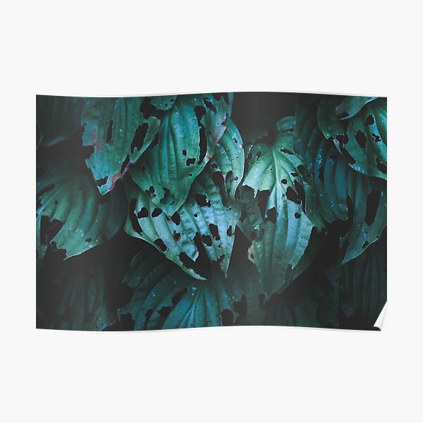 Leaves Poster