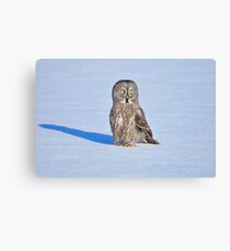 GREAT GRAY OWL Canvas Print