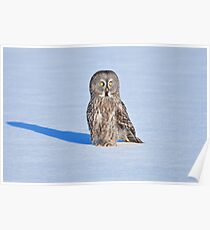 GREAT GRAY OWL Poster