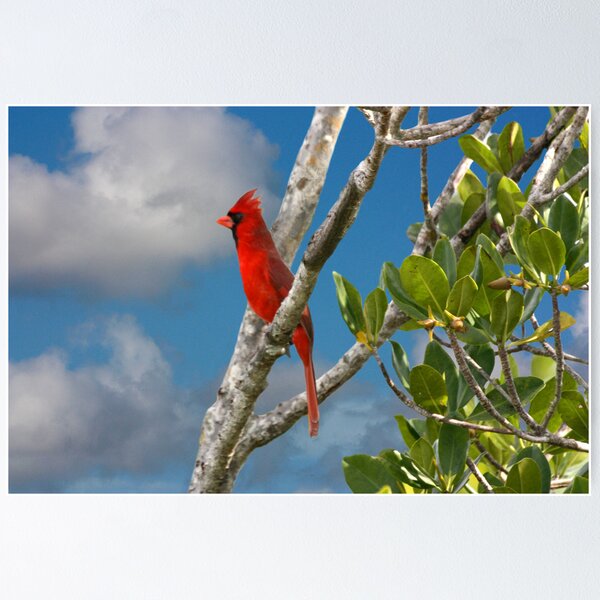 Item preview, CARDINAL designed and sold by TomBaumker.