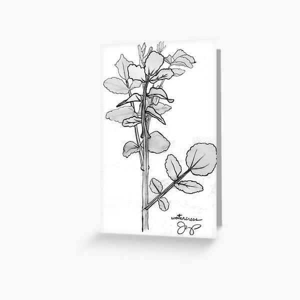 Item preview, Watercress designed and sold by J. Casey Kemp.