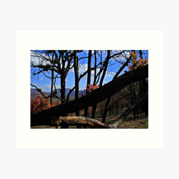 Item preview, Regrowth at the Warrumbungles designed and sold by myraj.