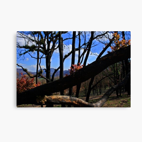 Item preview, Regrowth at the Warrumbungles designed and sold by myraj.