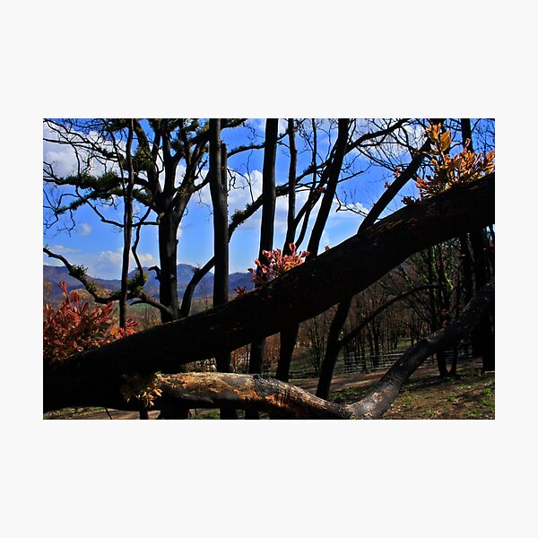 Item preview, Regrowth at the Warrumbungles designed and sold by myraj.