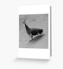 Cluck Cluck Greeting Card