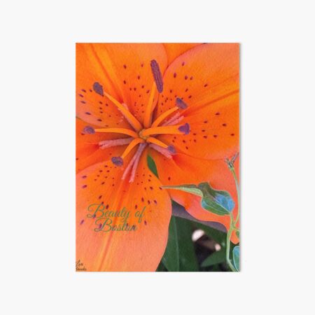 The Siberian Lily Art Board Print