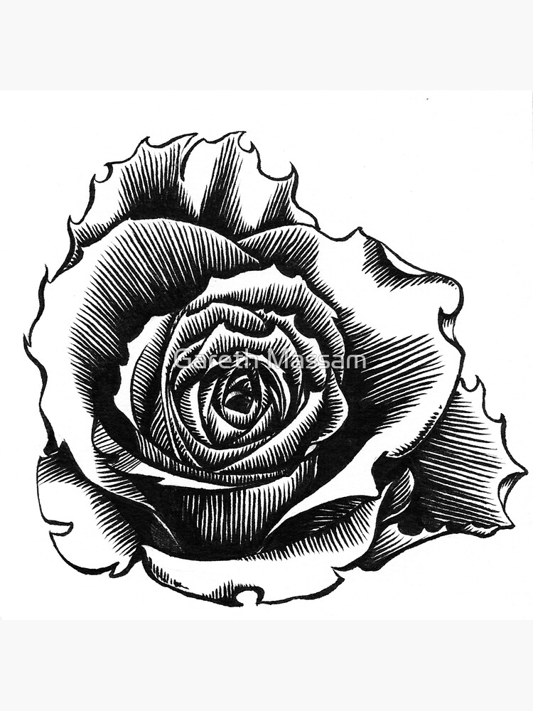 10+ Rose Vine Drawings