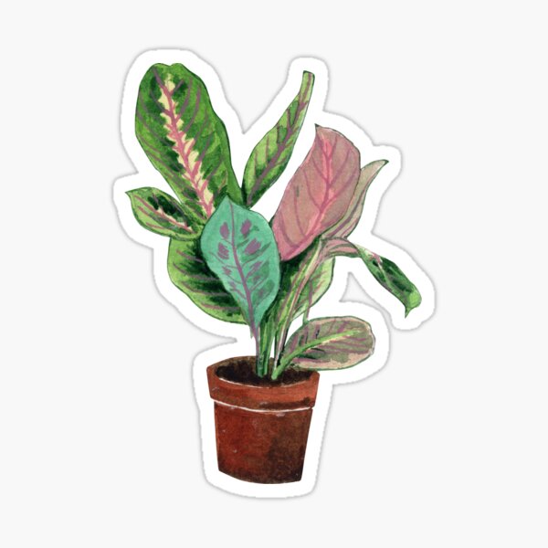 Indoor Green,Watercolor Plant - Prayer Plant Sticker