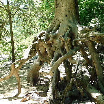 Artwork thumbnail, Tree Roots by ttwooton