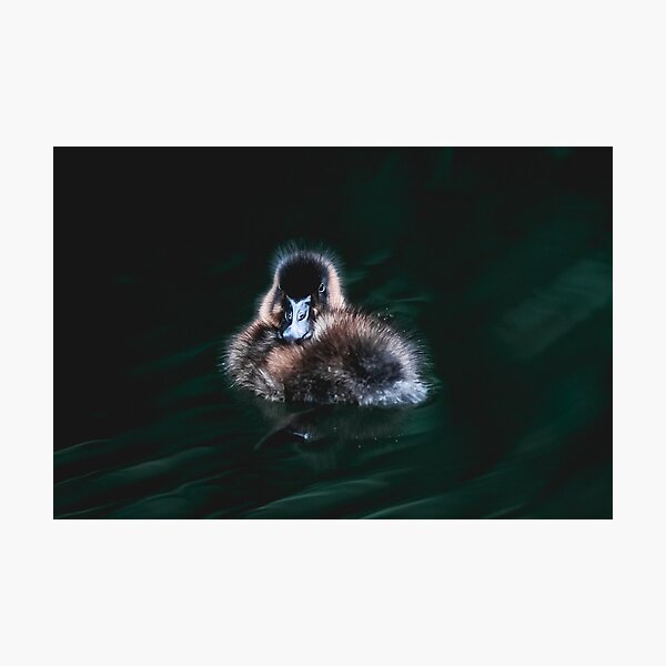 Duckling Photographic Print