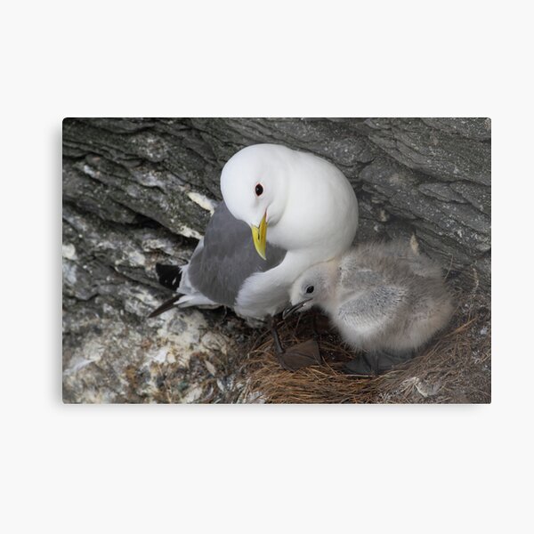 Kittiwake Metal Print