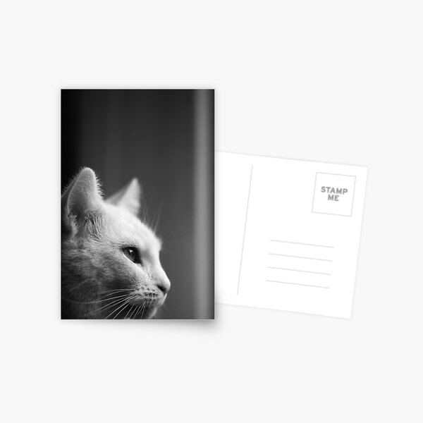 Cat Postcard