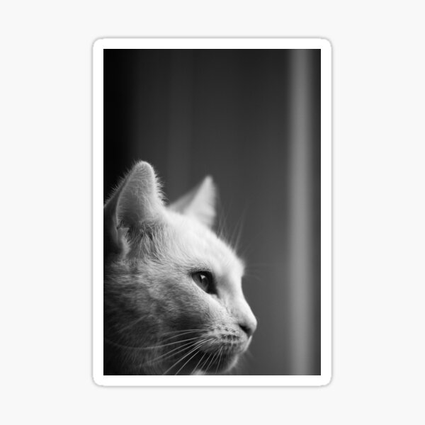 Cat Sticker