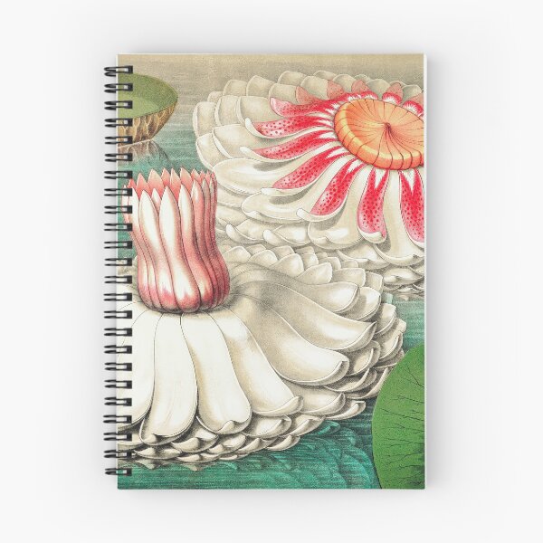 Item preview, Painting Art, Victoria Regia Artist Paintings, Victoria Amazonica, Vintage Gigantic Water Lily designed and sold by SasyJamArt.