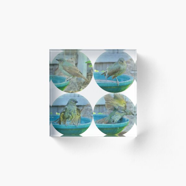 Lady Satin Bowerbird having a Swim in Mallacoota Acrylic Block