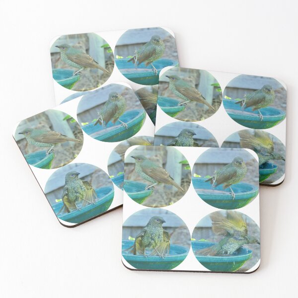 Item preview, Lady Satin Bowerbird having a Swim in Mallacoota designed and sold by Colin Dixon.