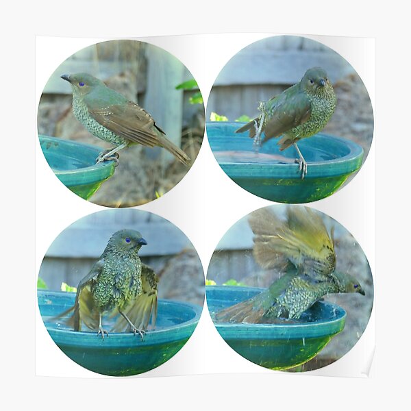 Lady Satin Bowerbird having a Swim in Mallacoota Poster