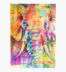 Elephant Photographic Print